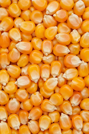 Maize